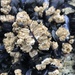 Rock-Barnacles - Photo (c) Nicole LaRoche, some rights reserved (CC BY-NC)