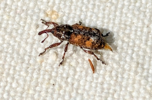 White Pine Weevil photo 5