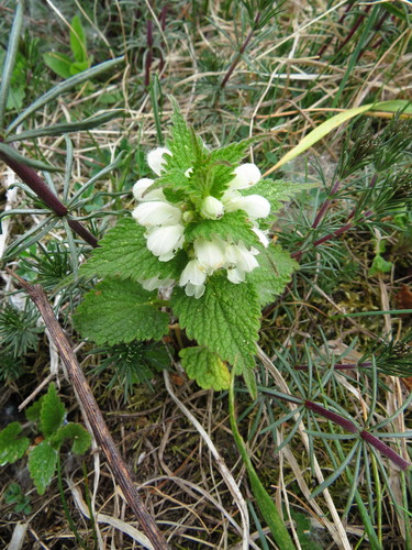 Baltažiedė notrelė