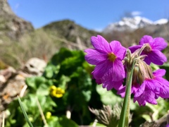 Primula amoena