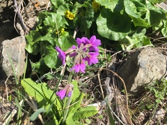 Primula amoena