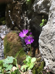 Primula darialica