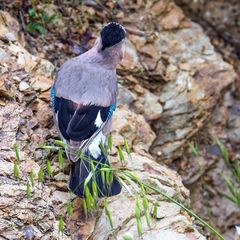 Garrulus glandarius atricapillus