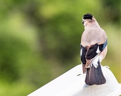 Garrulus glandarius atricapillus