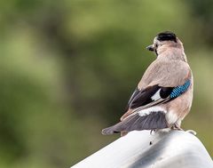 Garrulus glandarius atricapillus