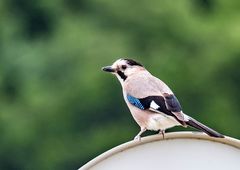 Garrulus glandarius atricapillus
