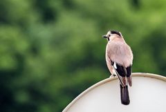 Garrulus glandarius atricapillus