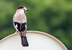 Garrulus glandarius atricapillus
