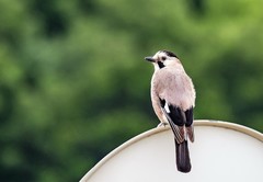 Garrulus glandarius atricapillus