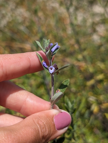 Image of Salvia munzii by (c) sdash, some rights reserved (CC BY)