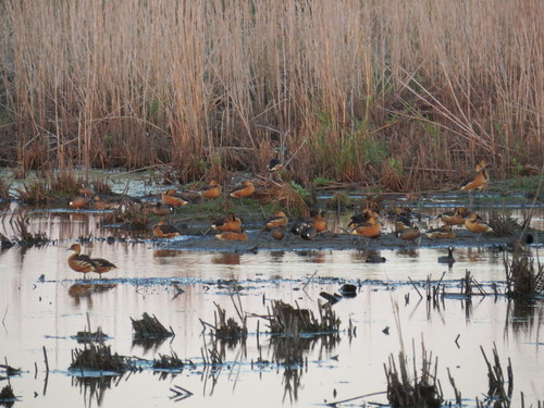 Dendrocygne fauve