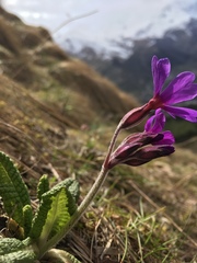 Primula amoena