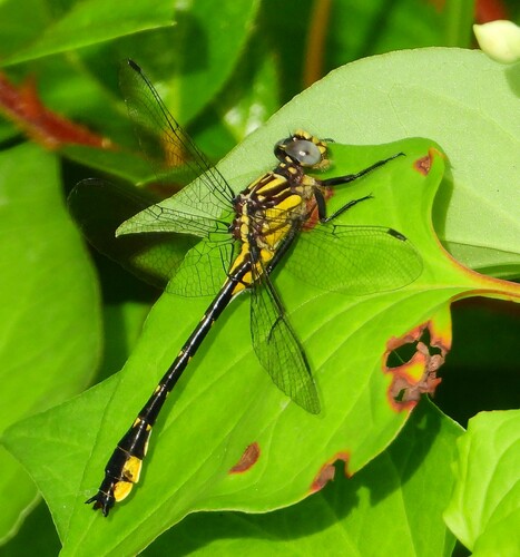 Piedmont Clubtail photo 3