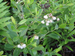 Zenobia pulverulenta