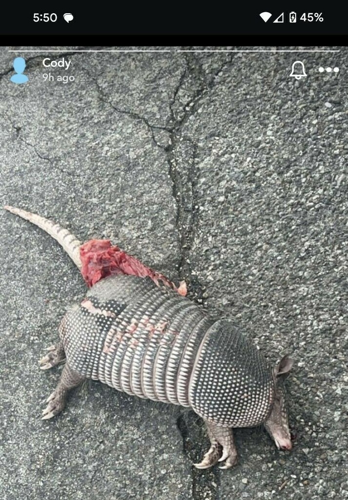 Nine-banded Armadillo from County road 17 Elkhart Indiana on May 14 ...