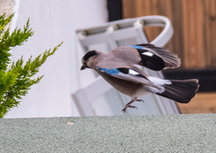 Garrulus glandarius atricapillus