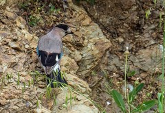 Garrulus glandarius atricapillus