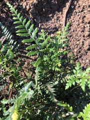 Pityrogramma calomelanos aureoflava