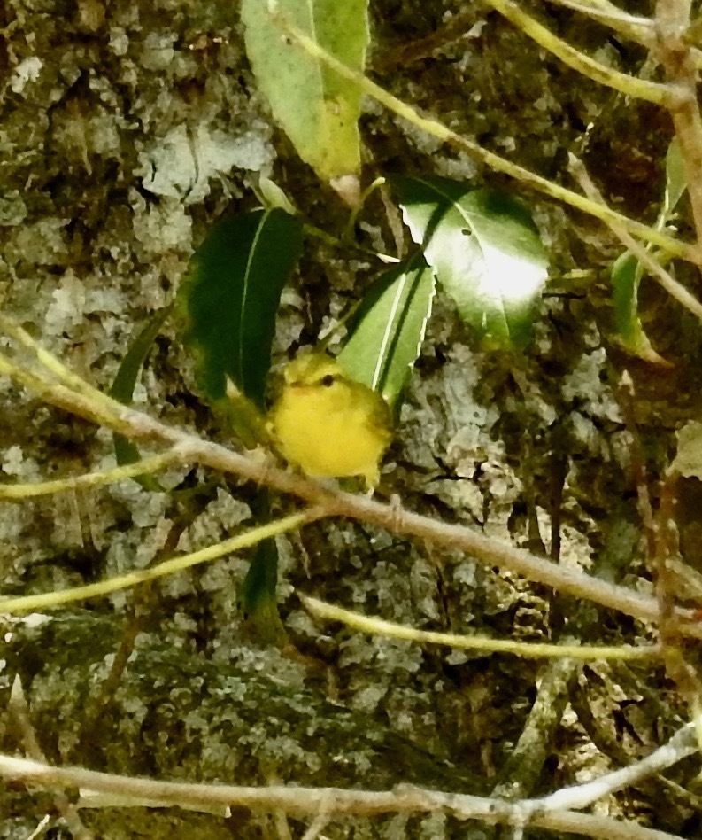 Hainan Leaf Warbler