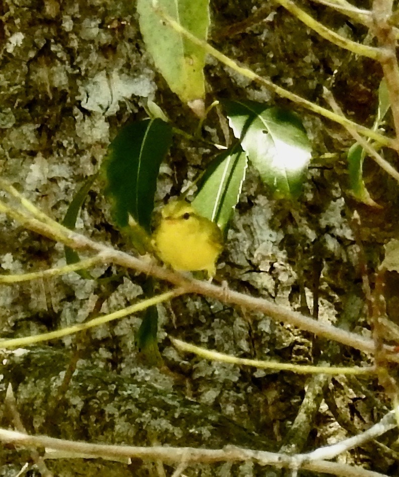Hainan Leaf Warbler (Phylloscopus hainanus), photo 7