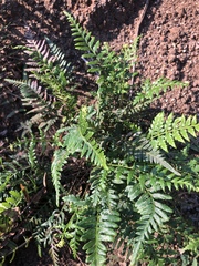 Pityrogramma calomelanos aureoflava