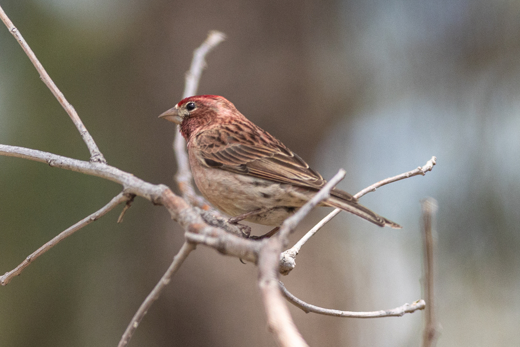 Cassin's Finch