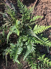 Pityrogramma calomelanos aureoflava