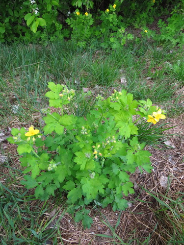 Didžioji ugniažolė