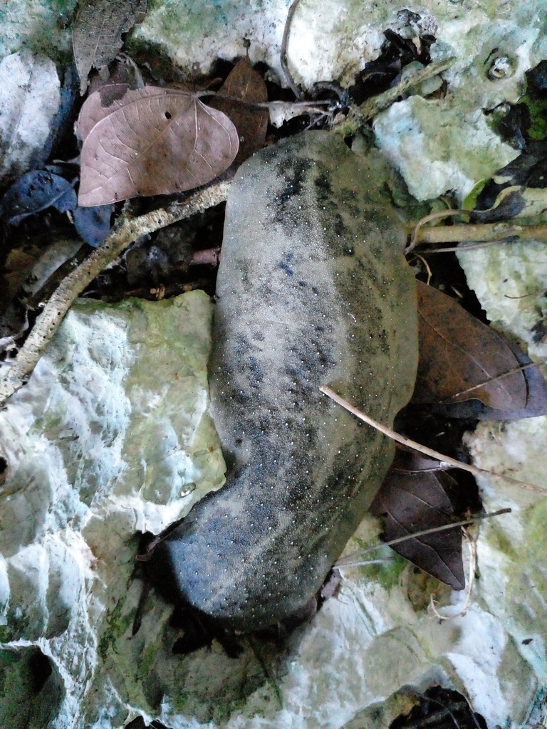 Veronicella tenax