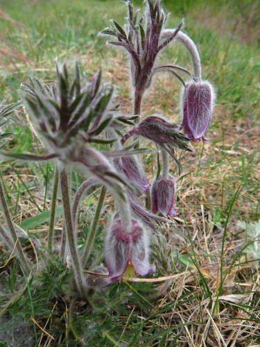 Pievinė šilagėlė