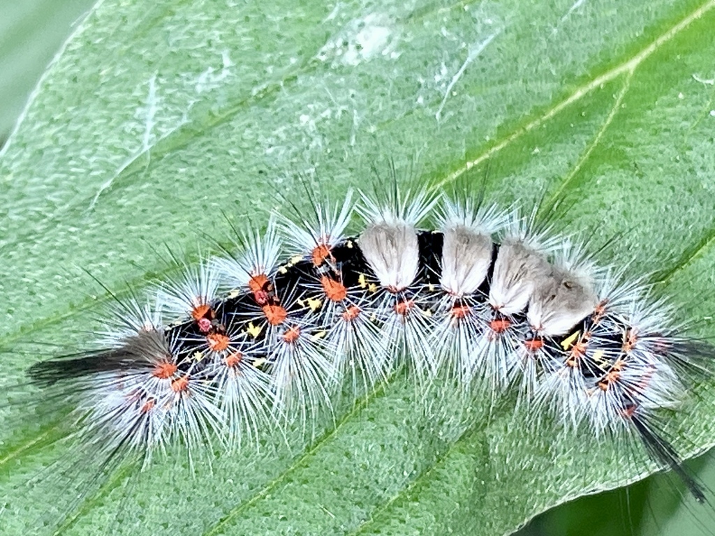 Western Tussock Moth from Laguna Niguel, CA, USA on May 14, 2024 at 11: ...