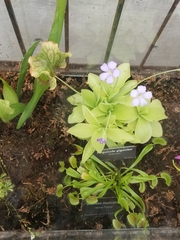 Pinguicula gigantea