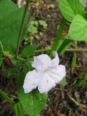 Ruellia purshiana