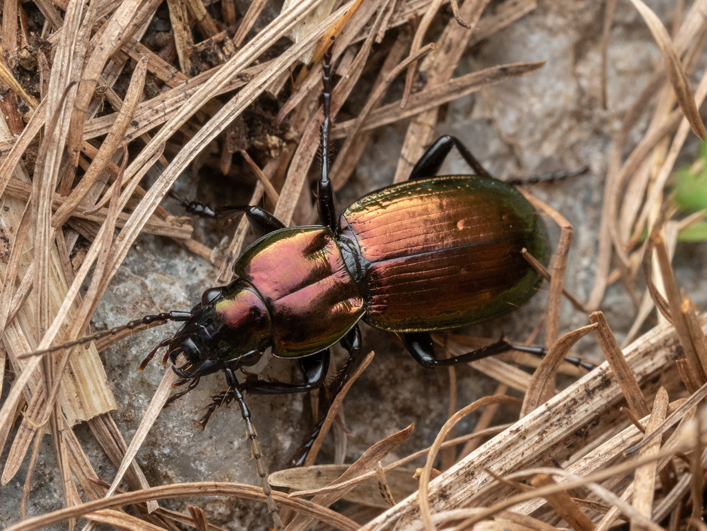 Pterostichus externepunctatus