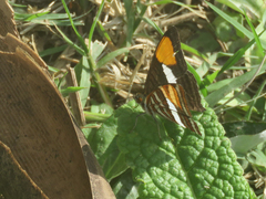 Adelpha syma