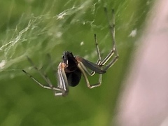 Frontinellina frutetorum