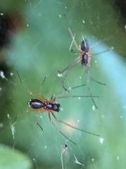 Frontinellina frutetorum