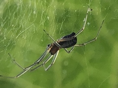 Frontinellina frutetorum