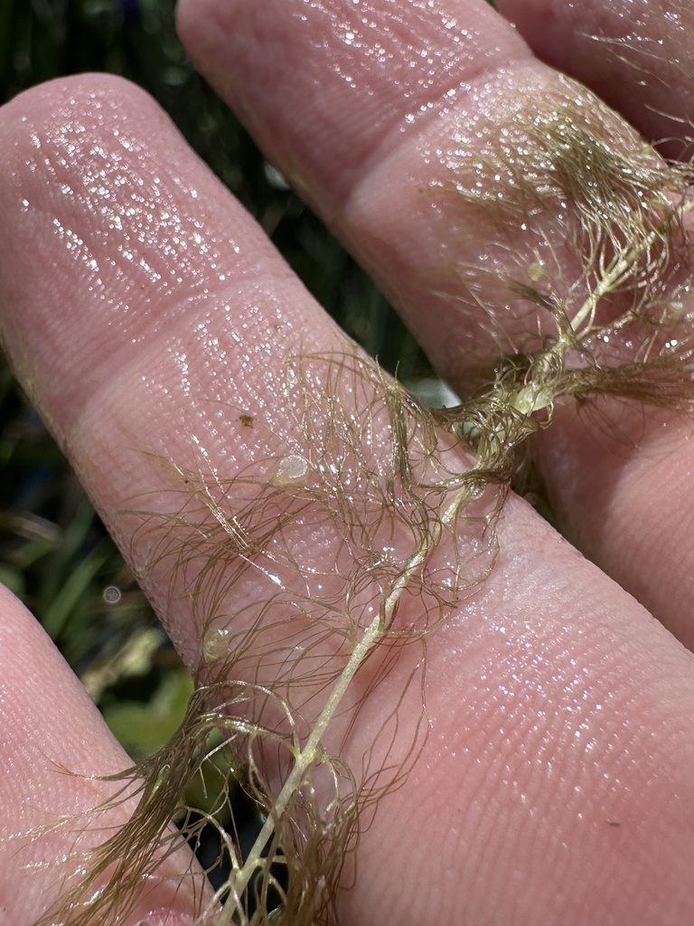 Utricularia floridana Nash