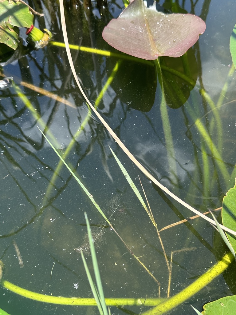 Utricularia floridana Nash 2