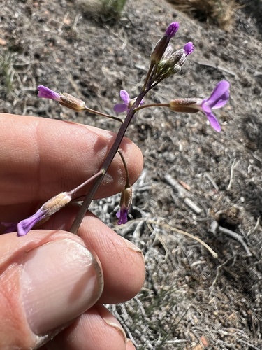 bigfoot hybrid rockcress (Boechera xylopoda)
