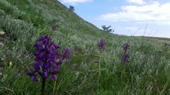 Anacamptis morio caucasica