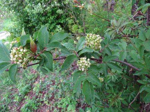 Raudonuogis šeivamedis