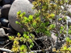 Pinus parviflora