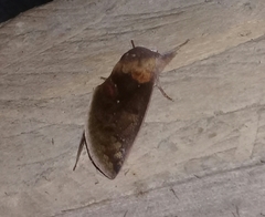 Hemiceras metastigma