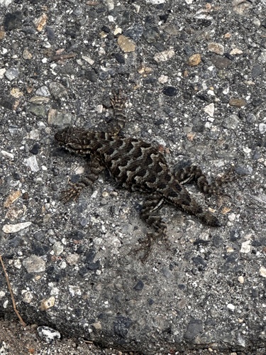 iNaturalist observation photo of Western Fence Lizard