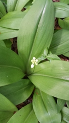 Clintonia