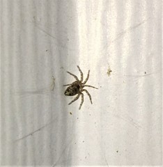 Oecobius cellariorum