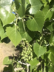 Populus deltoides wislizenii