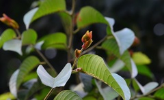 Dipterocarpaceae